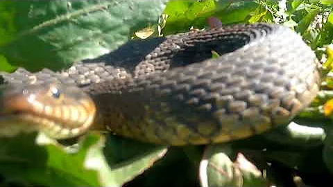 Canyon Lake boat trip. Visited a death noodle