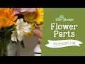 Flower Parts Microscope Experiment Quiz