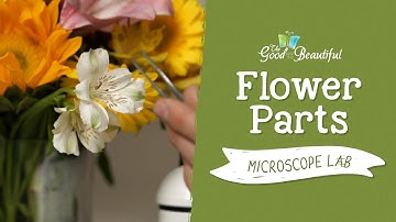 Flower Parts Microscope Experiment | Botany | The Good and the Beautiful