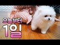 오늘부터 1일~! 간니닌니에게 동생이 생겼어요~ 내동생 솜이 Pomeranian vlog