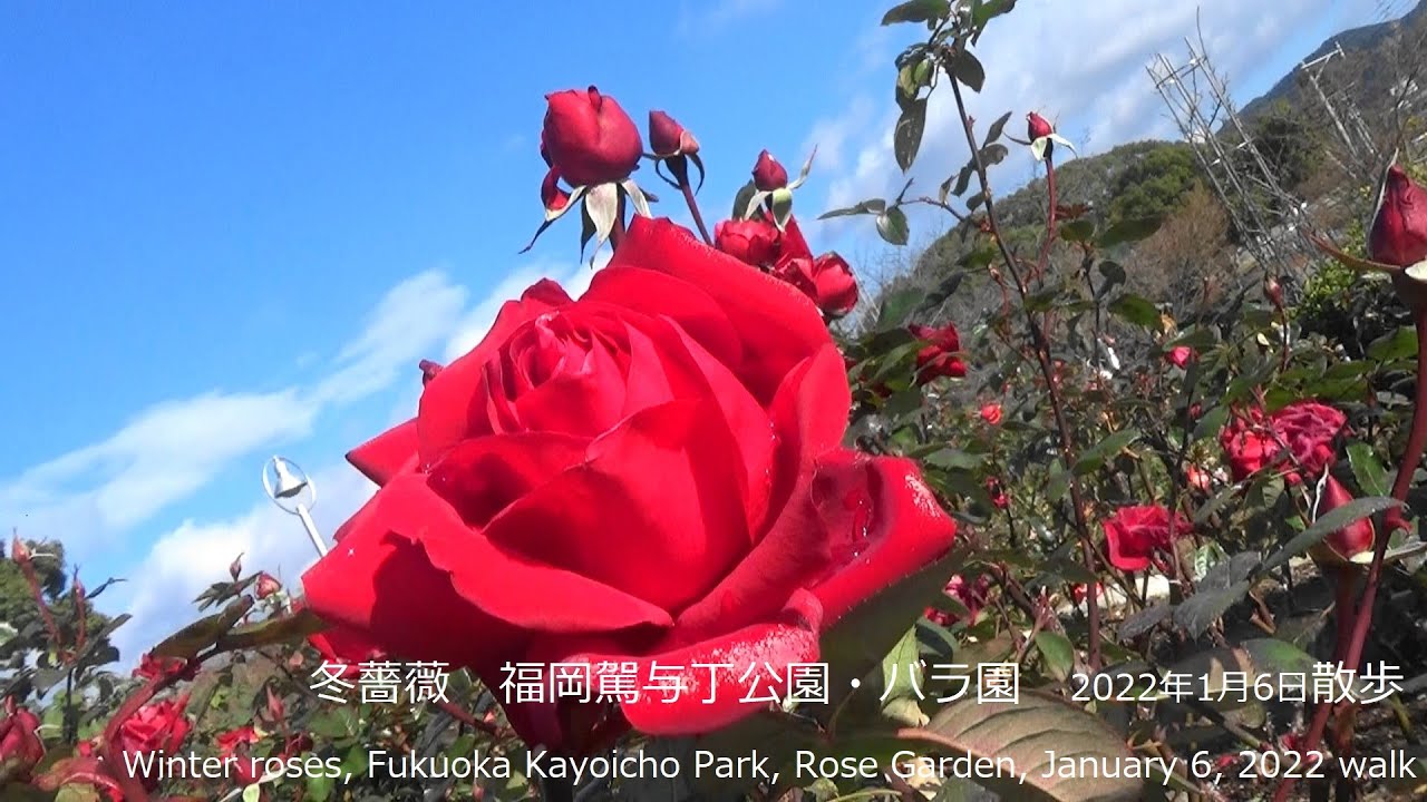 冬薔薇 福岡駕与丁公園 バラ園 22年1月6日散歩winter Roses Fukuoka Kayoicho Park Rose Garden January 6 22 Walk Youtube 冬薔薇 福岡駕与丁公園 バラ園 22年1月6日散歩winter Roses Fukuoka Kayoicho Park Rose Garden January 6 22 Walk Youtube