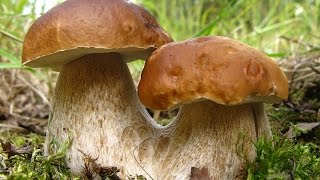 видео Какие бывают шляпки у грибных тел?