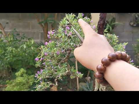 Video: Làm thế nào để cây linh sam phát triển nhanh chóng?