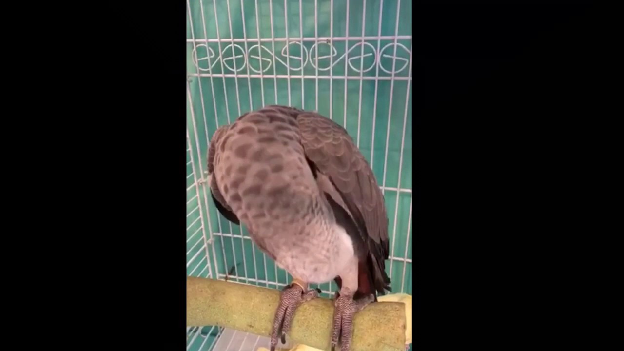 كيف تحضر المنقوع الغذاء الصحي للببغاء