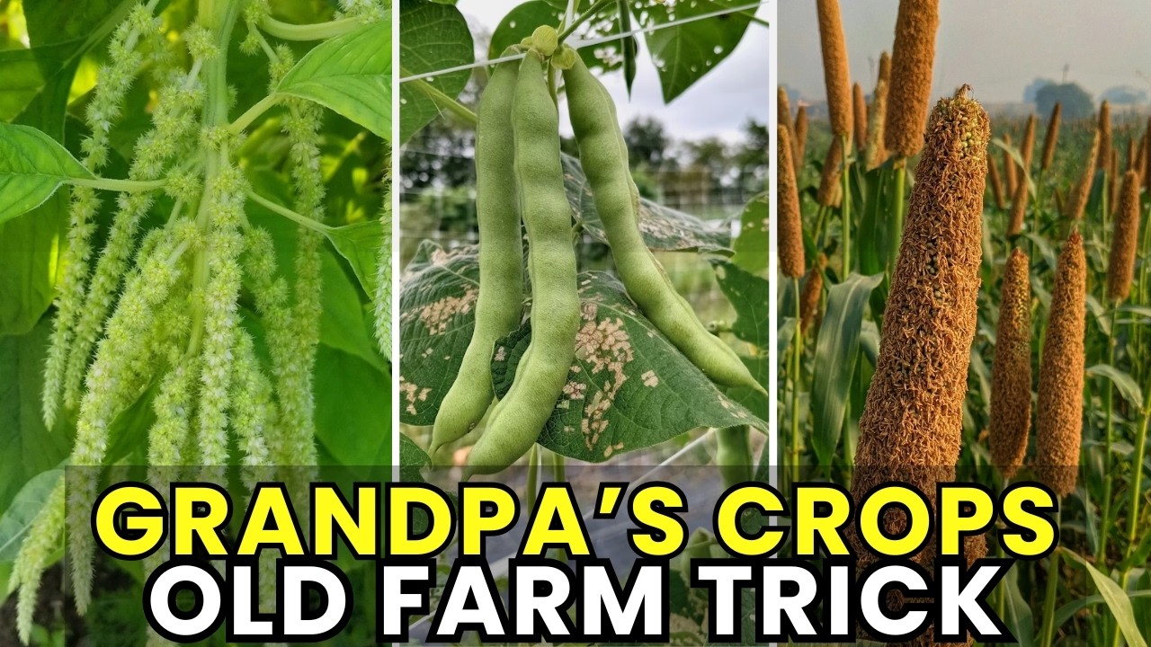 Grandpa’s Forgotten Crops Turn Small Garden Spaces into Powerful High-Yield Food Zones