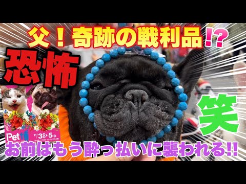 【恐怖体験】20分後タプさんの身に起きた恐怖…【フレンチブルドッグ】