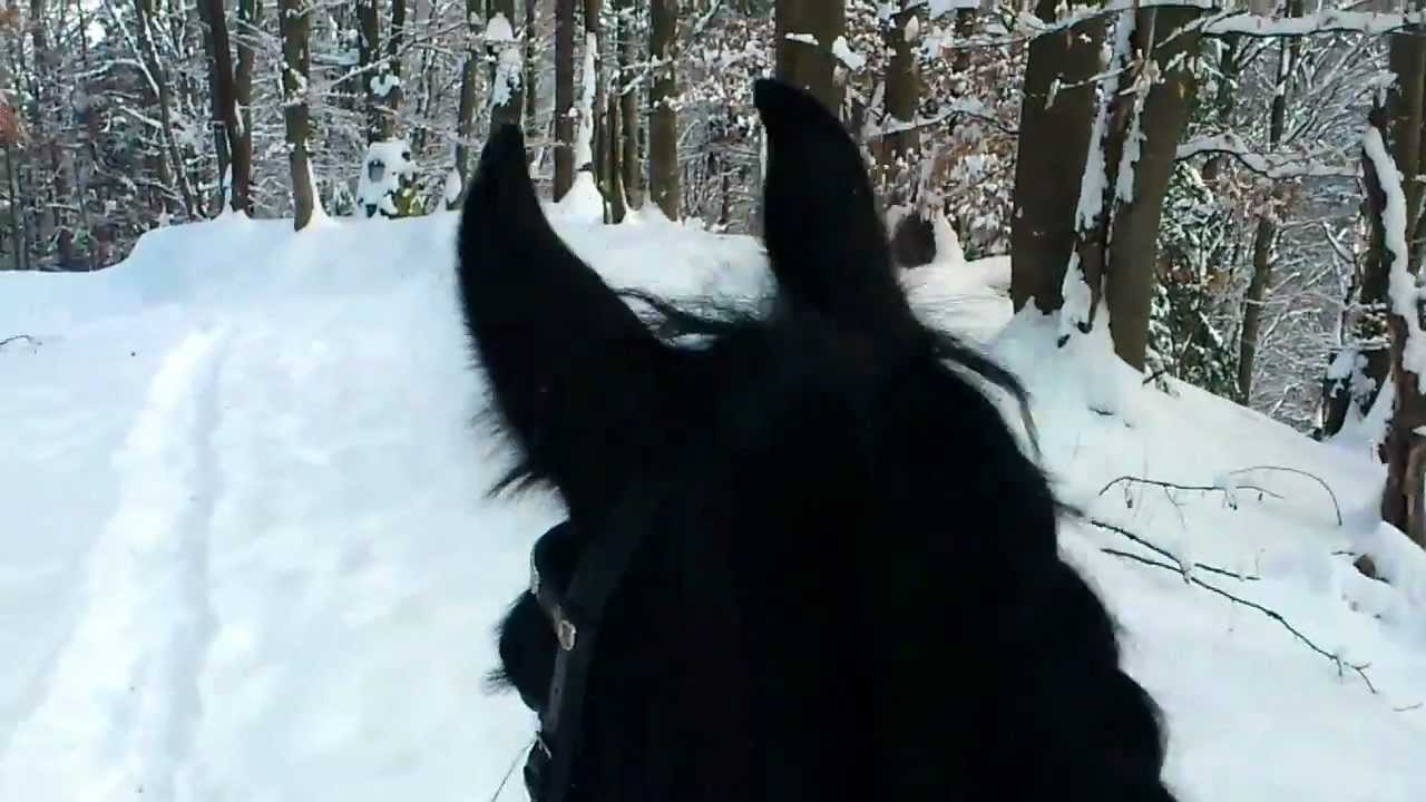 Kleiner Ausritt auf Black Pearl mit Galoppeinlage