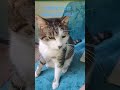Meine Katzen und mein Hund und das Wort Gottes