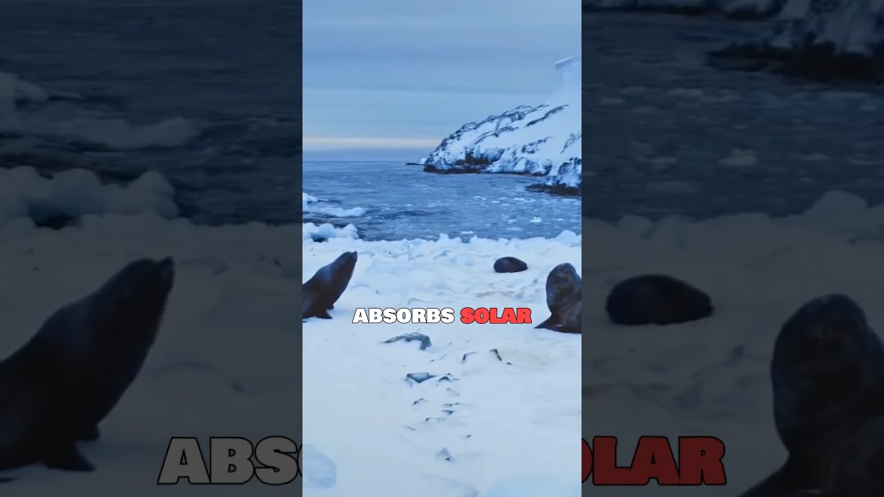 Polar Bears Have Black Skin Beneath Their White Fur — Here’s Why