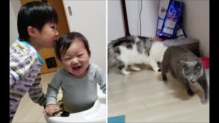 「パンツ！ズボン！ズボン！」というギャグで弟を爆笑させる４歳児＆灰色猫のメシを奪う白モフ猫