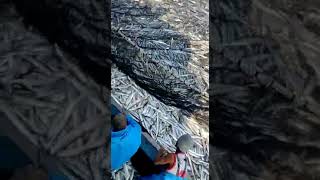 Traineira Pesca Industrial Trancada Na Espada