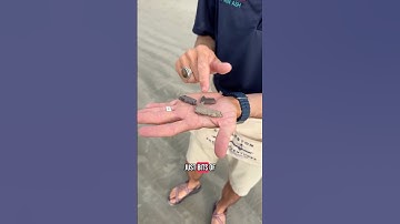 What does a paleontologist find on the beach? RARE fossils from a GIANT bird! #fossils