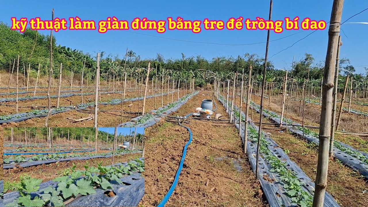 Bí đao 20 ngày tuổi, và chia sẻ cách làm giàn đứng,để trồng bí đao,,