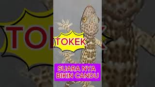 SUARA TOKEK BESAR BERSUARA KERAS DAN SERAM #gecko #tokekraksasa #suara #tokay #tokaygecko