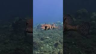 Poisson porc épic #plongee #scubadiving #reunion_island #fish #poisson porc épic