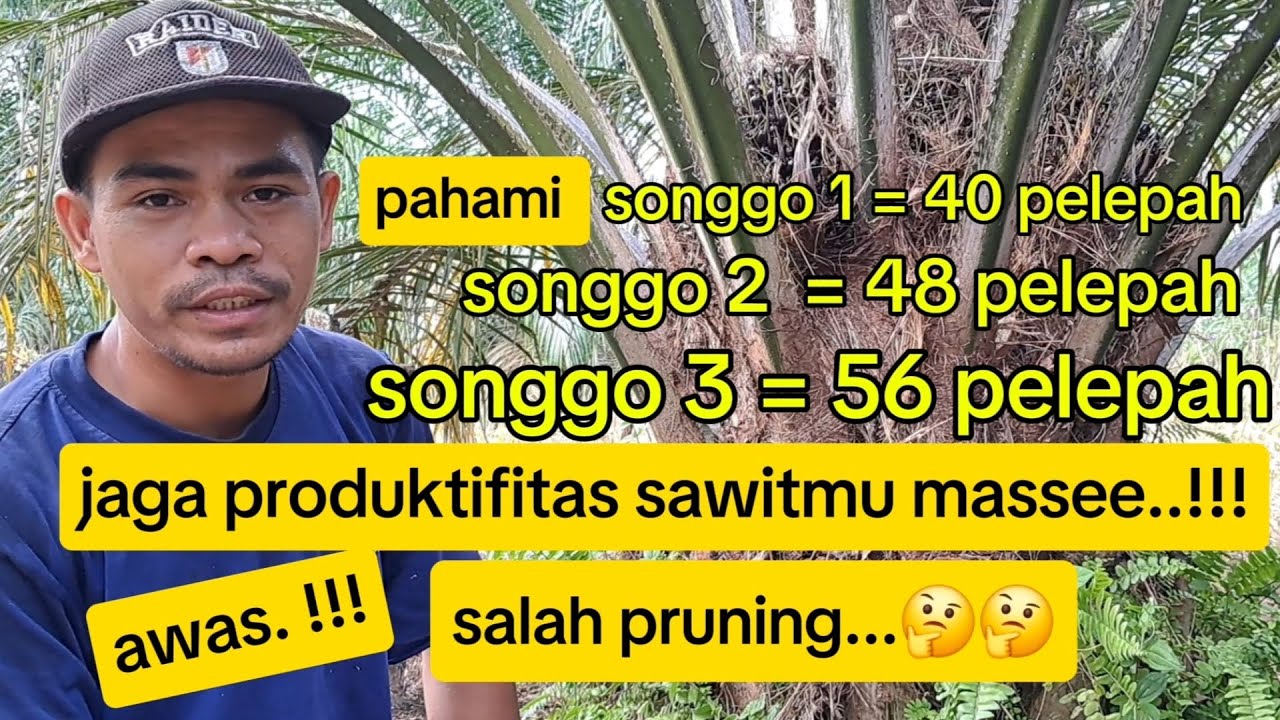 pahami antara songgo 1,songgo 2 dan songgo 3..!!,awas salah pruning..🤔🤔🤔