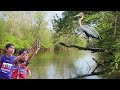 Slingshot Hunting । Hunting Big Birds with Slingshot