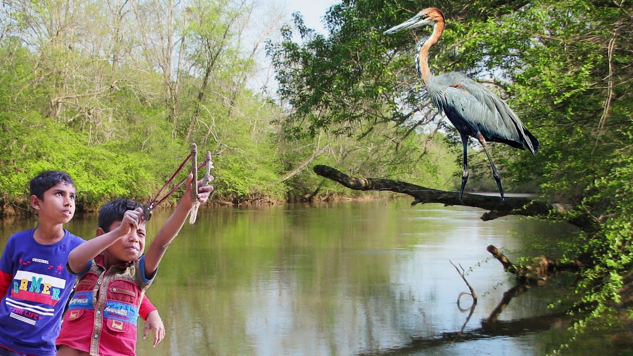 Slingshot Hunting । Hunting Big Birds with Slingshot YouTube
