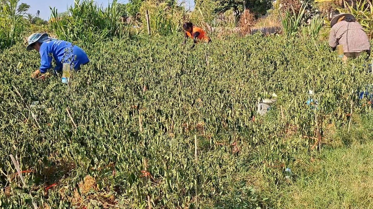 เบิดคำสิเว้า!!เก็บผักทุกอย่างในสวนหลังฝนกระหน่ำเทลงมาอย่างหนัก2วัน