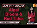 Q4 Algal Bloom & Red Tides | CBSE Class 11 Biology