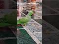 #parrot #talkingparrot #eating #food #viral #shorts .