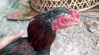 3 UNSUR KERAMAT PD AYAM JAGO screenshot 3