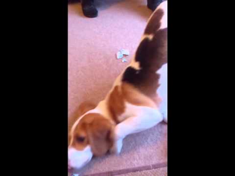 Beagle rolling in her food instead of eating it