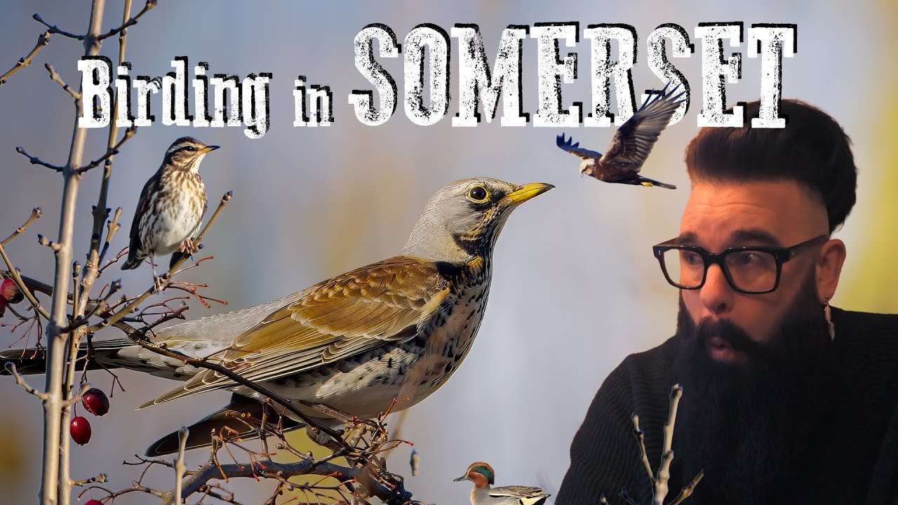 Наблюдение за птицами в Сомерсете