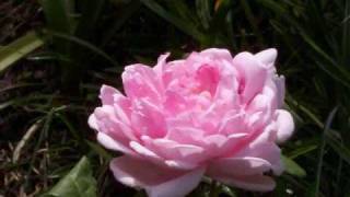 Spiritual Tranquility 2