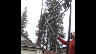 Famous Speed line/zip line large tree removal. Pine tree roping top down on speed line Profile