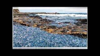 “the stuff nightmares are made of:” thousands of bluebottles on australian beach