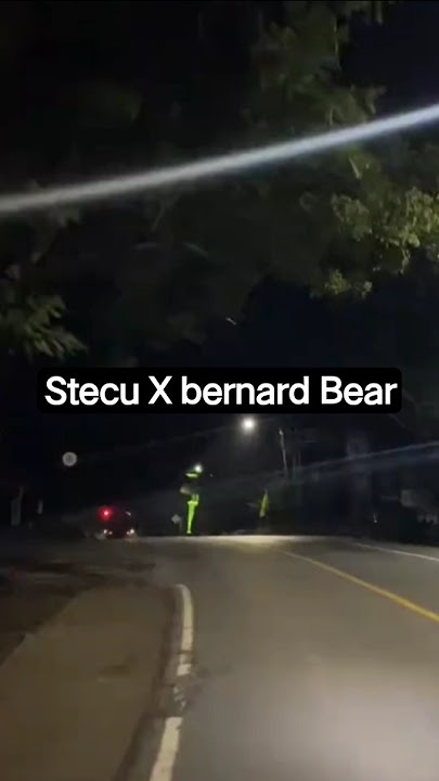 Stecu X Bernard Bear #liriklagu #fyp #shorts #stecu