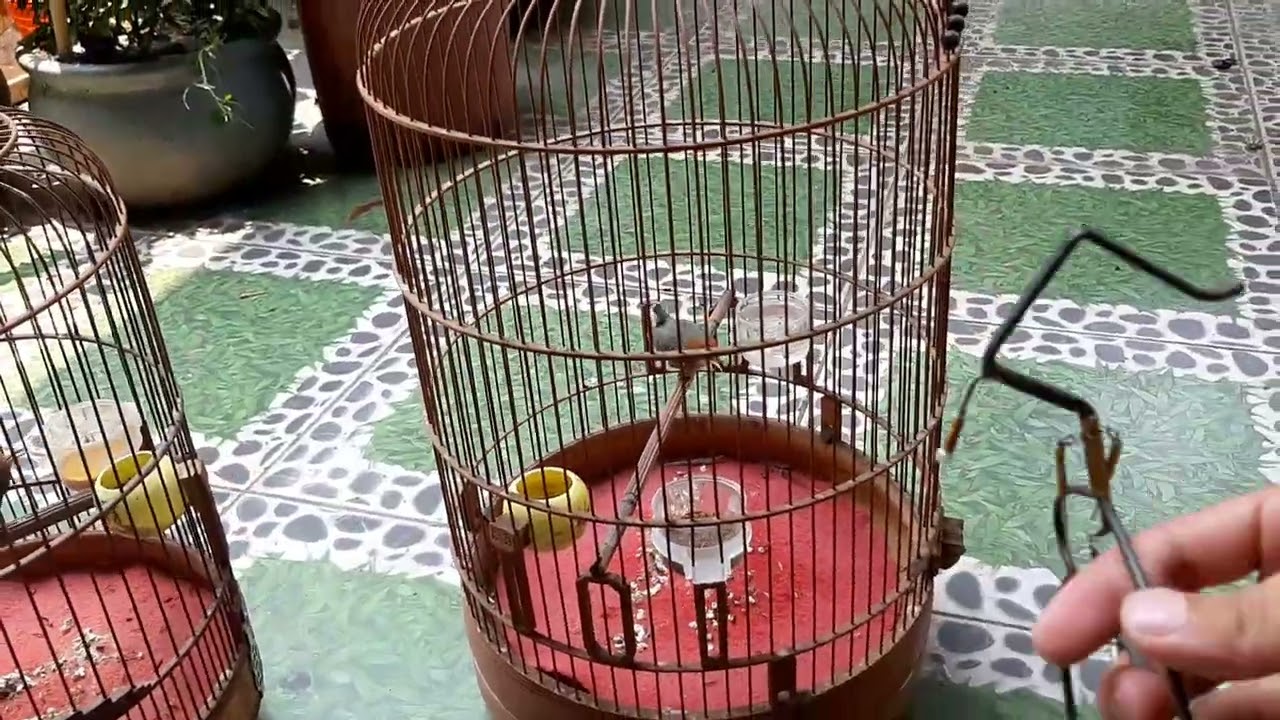 Cách chăm huýt cô bổi và sâu đầu đỏ bổi mới bẫy về không bị ch.ết sảng #linhhocmon #0778989873