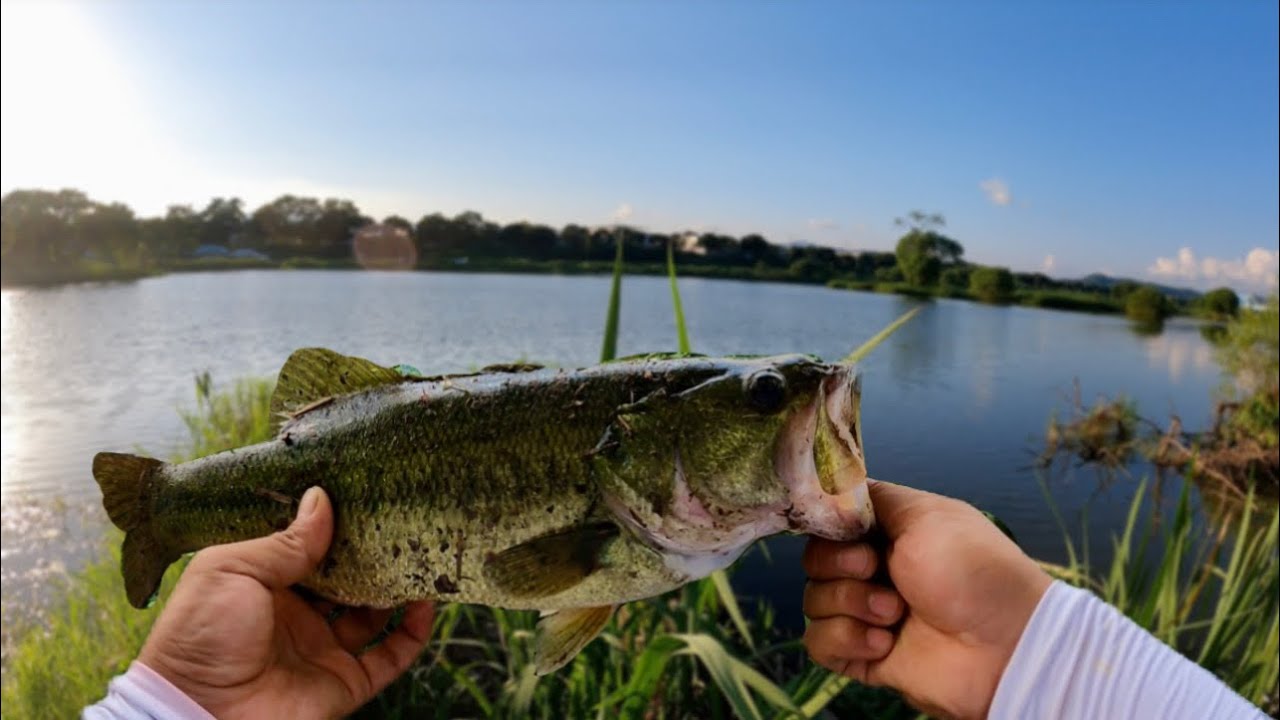 Fish was going crazy on a jig lure | Bass fishing