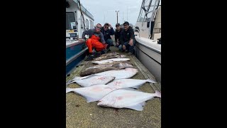 Halibut and Ling Cod Limits Westport 2021