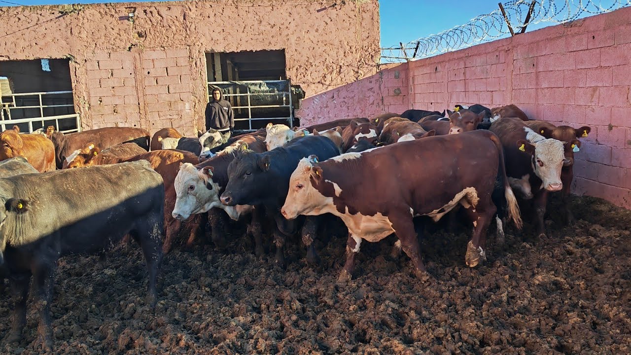 أكثر من 100 عجل أنكوس من الأورغواي للبيع قرب حد السوالم التواصل مع الحبيب0652602190 ياسين 0661588595