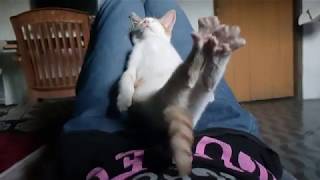 Funny Sleepy Dreaming Cat by Animals Love 59 views 5 years ago 57 seconds