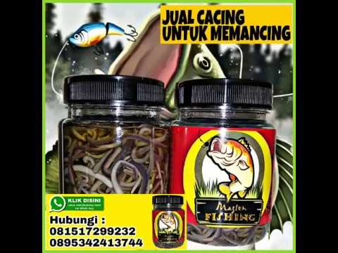 Umpan Mancing Ikan Lele Paling Galak dan Sangat Ampuh UNTUK MANCING