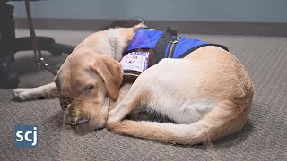Sheriff department's newest K-9 provides therapy