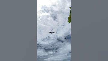 🦅 Majestic Eagle in Slow Motion | Nature’s Power & Grace #eagles