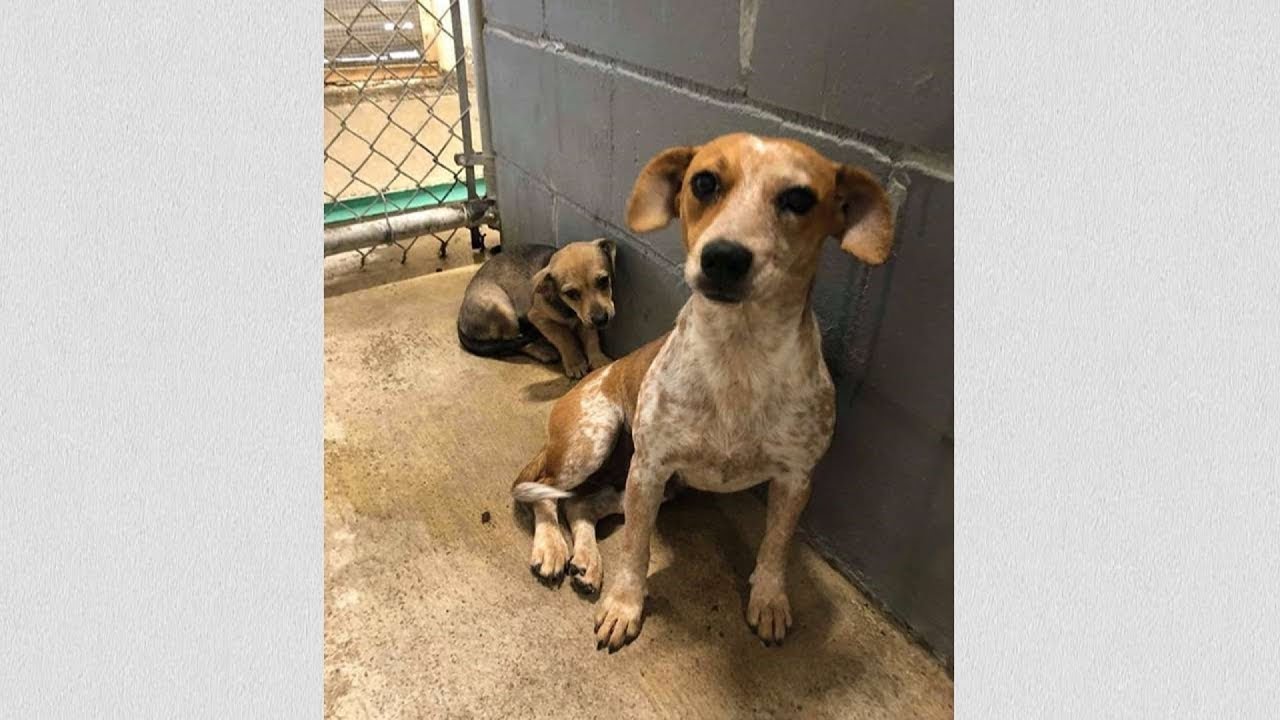 Мать-собака зАкРыВАЛа щенка собой, дРоЖА от страха в клетке приюта ...