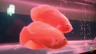 Lemon Oscar Growth #oscarfish  #oscarfishtank  #aquarium #music #relax #fishtank #monsterfishkeeper
