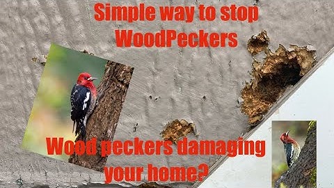 How to get rid of woodpeckers that are pecking at your home