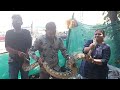 Wild animal  snake catcher bhavna patel  tukwada valsad mo 9328097271      