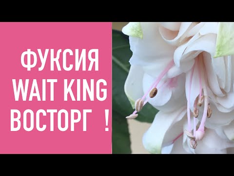 Вопрос: Бывают ли фуксии с желтыми цветками?