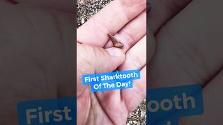 85-Million-Year-Old Shark Tooth Found in Texas Creek! | First Find of the Day.