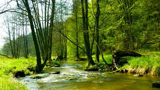 4k UHD Creek flowing in Green Forest. Stream Sounds, Flowing Water, White Noise to Sleep or Relax.