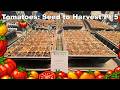 This Tomato Variety Is Worth It Seed Starting + Results 🍅Tomatoes Seed to Harvest Pt.5