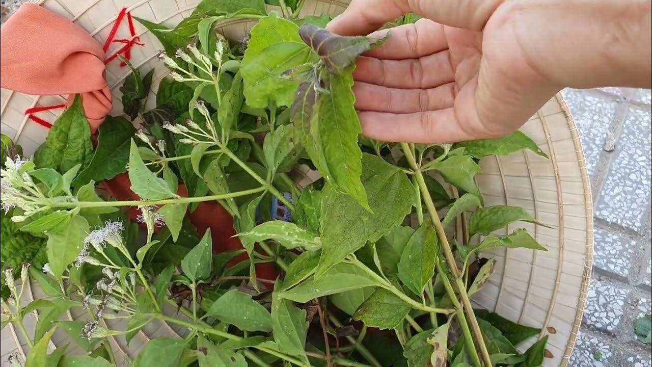 CỎ LÀO ( CỘNG SẢN) - CÔNG DỤNG KỲ DIỆU của loại cây mọc dại khắp nơi ít người biết - YouTube