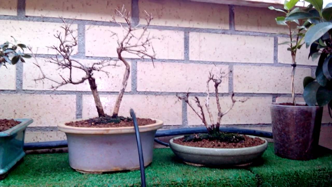 Mis Bonsais YouTube